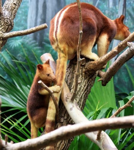 10 Interesting Tree Kangaroo Facts My Interesting Facts