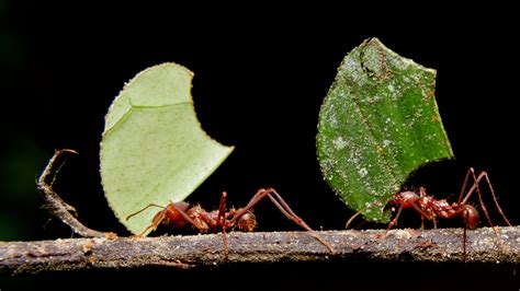Where Are The Ants Carrying All Those Leaves Deep Look Kqed Science