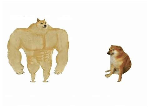 Meme Generator Strong Doge Vs Weak Doge Blank Newfa Stuff