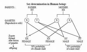 Give A Diagram Of Determination In Humns Science Reaching The