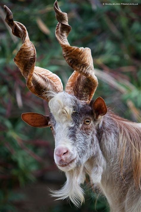 The Girgentana Goat From Agirento Animals Beautiful Weird Animals