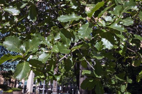 Shiny Leaves Extending From Branches Of An Oracle Oak Tree Clippix