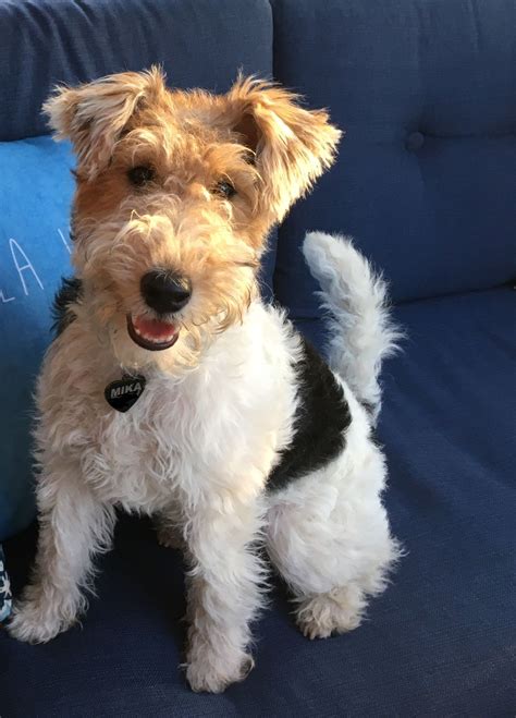 Mika Wire Haired Fox Terrier 6 Months Old Wire Fox Terrier