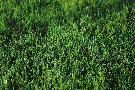 The Best Bermuda Grass Herbicides Of 2023 Top 10 Reviews