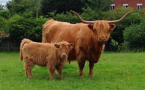 Gallery Oak Fold Pedigree Highland Cattle