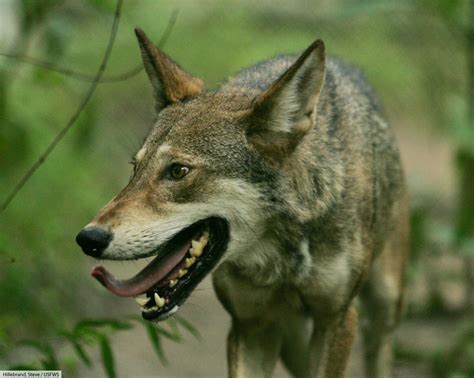 Red Wolf Facts Pictures Info And Video Complete Guide To This
