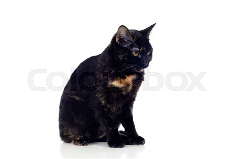 Beautiful Black And Brown Cat Stock Image Colourbox