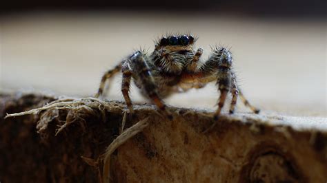 Auf dieser kinderseite finden sie kindgerechte informationen, bastelideen, malvorlagen und bastelvorlagen für kinder im alter von 2 bis 12 jahren zum thema herbst Kleine Springspinne Foto & Bild | spezial, makro, natur ...