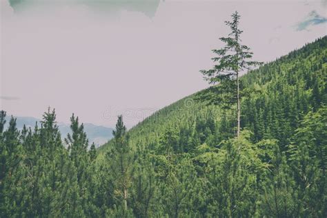 Pine Forest Stock Image Image Of Scenics Nature Carpathian 103563569