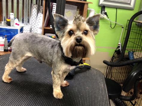 Wire (sometimes called wooly), and silky. Sawyer's Mohawk | Yorkie, Pets, Dogs