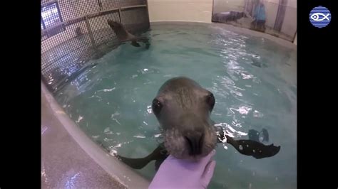 Virtual Visit Behind The Scenes W Marine Mammal Trainers Youtube
