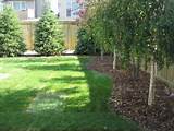 Images of Backyard Landscaping Trees