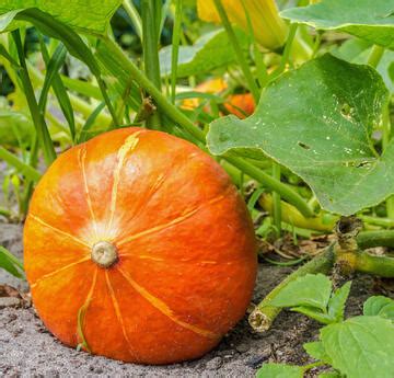 Maybe you would like to learn more about one of these? Kürbis: Tipps zu Pflanzung, Pflege und Ernte - Mein ...