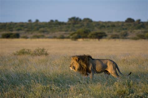 Male lions spend their time guarding their territory, their cubs and they maintain the 
