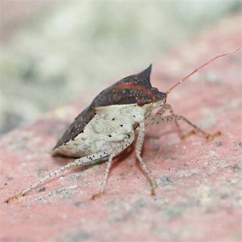 Dusky Stink Bug Anterior Ventral Euschistus Tristigmus Bugguidenet