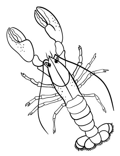 Free for commercial use no attribution required high quality images. Free Lobster Coloring Page | Coloring pages, Free coloring ...