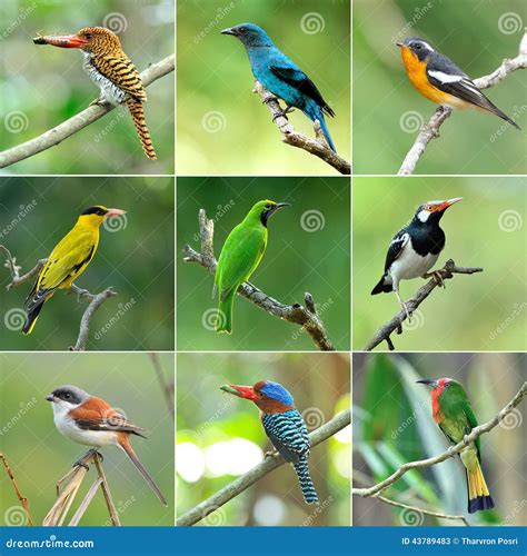 Collection Of Birds Stock Image Image Of Insect Fiycatcher 43789483