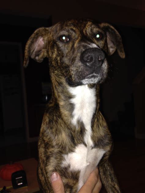 Mountain Cur Brindle - Cute of Animals