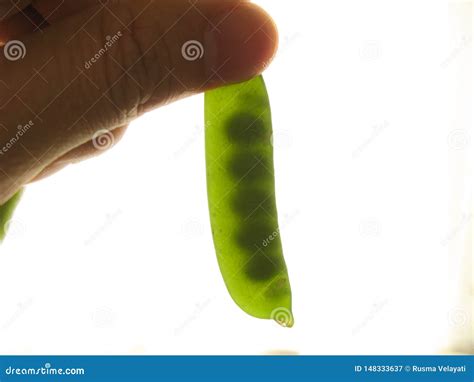 Closeup Of A Fresh Green Pea In The Pod Pisum Sativum Between Fingers