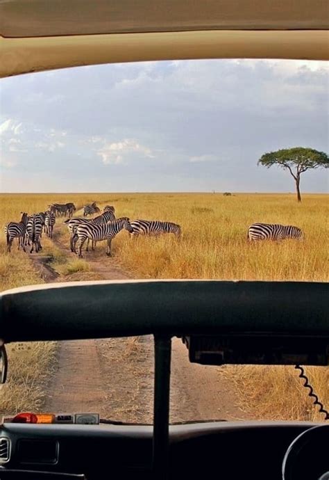 3 Day Masai Mara Safari Book A Maasai Mara 3 Days 2 Nights Safari In