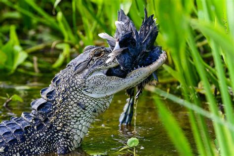 American Alligator Eating Stock Image Image Of Amphibian 4402471