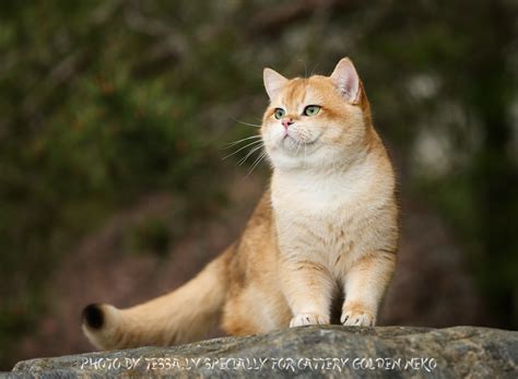 British Shorthair Golden Chinchilla British Shorthair