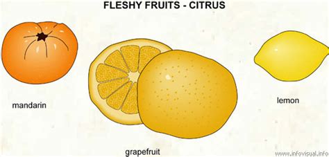 Fleshy Fruit Citrus 2 Visual Dictionary Didactalia Material