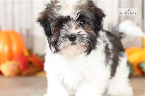 Check out our havanese puppies selection for the very best in unique or custom, handmade did you scroll all this way to get facts about havanese puppies? Bear: Havanese puppy for sale near Columbus, Ohio ...