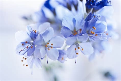 Beautiful Blue Flowers Stock Photo Flowers Stock Photo Free Download