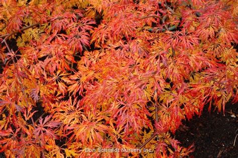 Acer Japonicum Green Cascade Japanese Maple Tree Japanese Tree