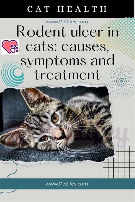 Rodent Ulcer In Cats Causes Symptoms And Treatment Pet Lifey