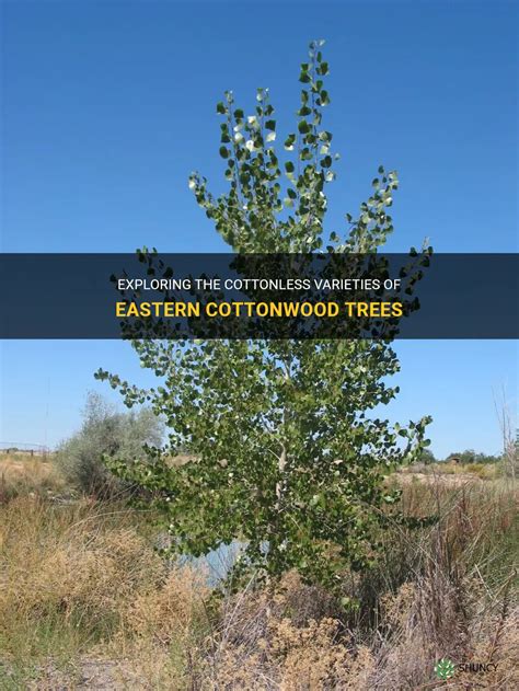 Exploring The Cottonless Varieties Of Eastern Cottonwood Trees Shuncy