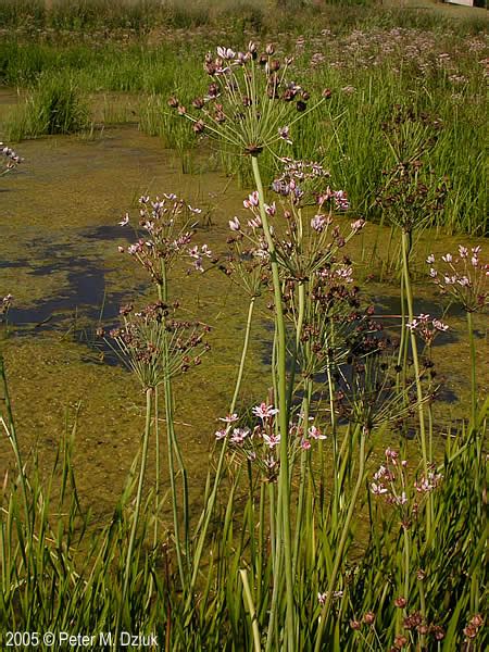 Butomus Umbellatus Flowering Rush Minnesota Wildflowers