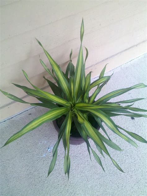 Accurate identification means you can figure out how the plant grows and the care it needs. Help Identify These House Plants From A Dish Garden