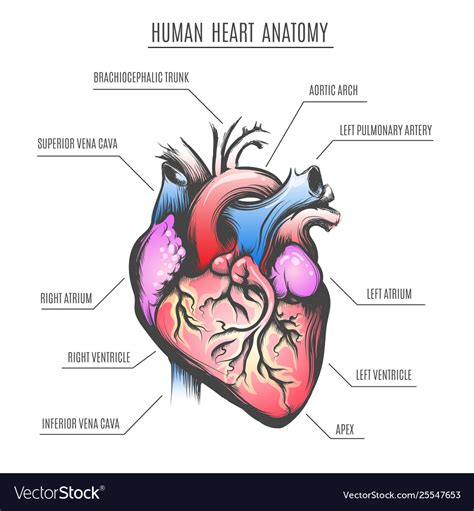 Human Heart Anatomy Royalty Free Vector Image Vectorstock