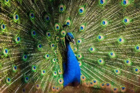 Male Of Indian Peafowl Stock Photo Image Of Male Peafowl 89788136
