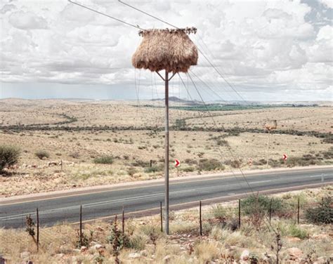 Massive Bird Nests Built On Telephone Poles In Southern Africa Are Home