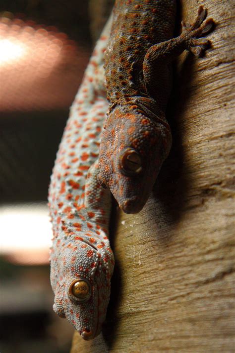 Tokay Gecko Pair Tokay Geckos Gekko Gecko In The Exhibit Flickr