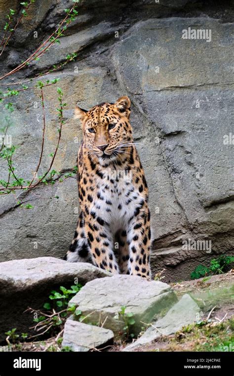 Amur Leopard Panthera Pardus Orientalis Captive Endangered Stock