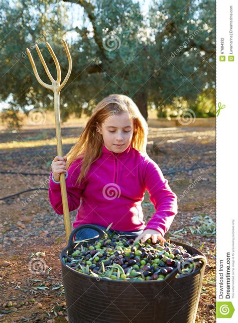 Olives Harvest Farmer Kid Girl Picking Stock Photo Image Of Harvest
