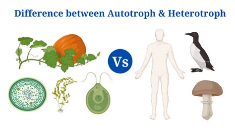 Autotroph Vs Heterotroph Definition Differences And Examples Phd Nest