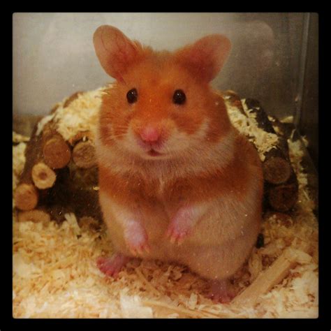 Syrian Hamster Short Haired Cinnamon