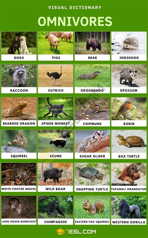 Top 104 Omnivores Animals Name And Pictures