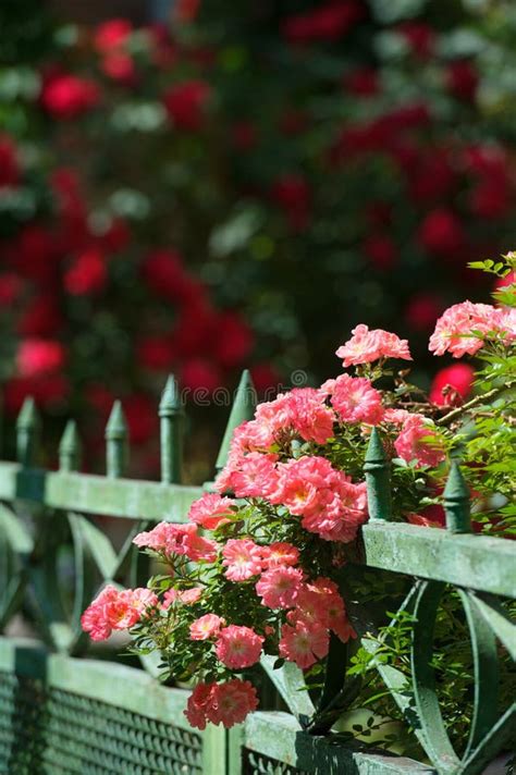 Garden Fence Pink Roses Stock Photos Download 862 Royalty Free Photos