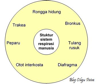 Salah satu penyebab utama terjadinya patah tulang rusuk adalah benturan yang langsung mengena ke bagian dada. Blog Cikgu Paine: 1.1 Mekanisme Pernafasan Manusia