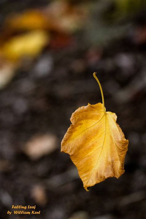 Falling Leaf Portfolio For William Kent Photographer
