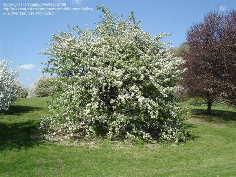 Plantfiles Pictures Flowering Crabapple Molten Lava Malus By