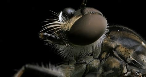 Maybe you would like to learn more about one of these? Yellow Slender Robber Fly Insect compound eye macro ...