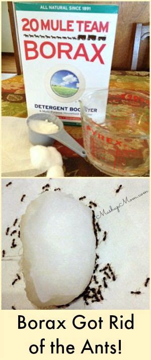 When someone suggested terro liquid ant bait and we found it was just borax and sugar, we asked someone to bring. 15 surprising uses of borax - Cooktop Cove