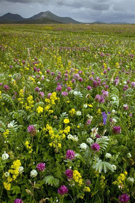 Wildflower Meadow Stock Image C0066333 Science Photo Library